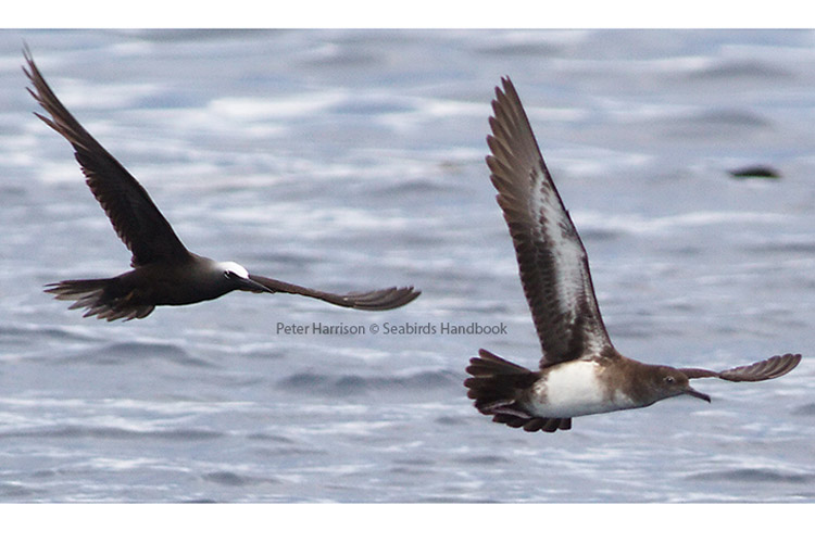 Solomon Islands birdwatching image of Heinroth Shearwater photographed by Peter Harrison