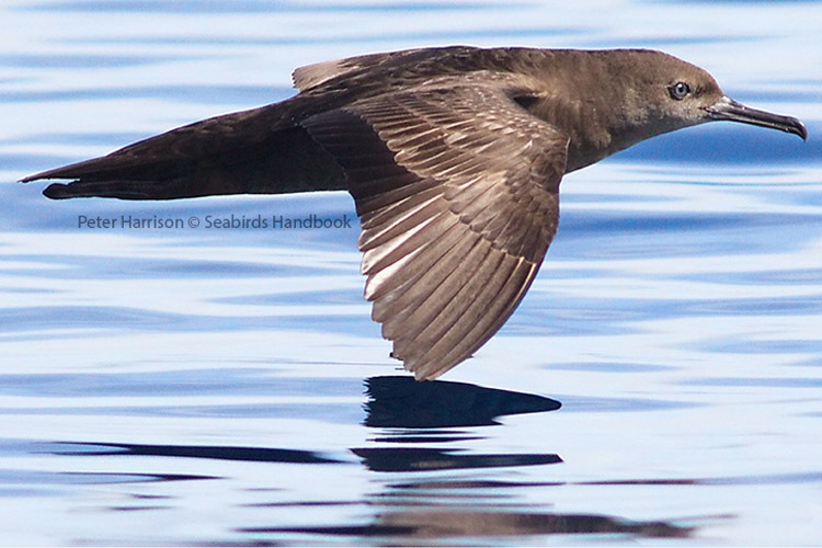Solomon Islands expedition photo of Heinroth Shearwater taken by Peter Harrison