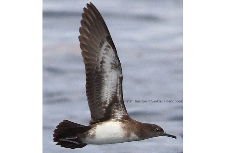 Solomon Islands cruise photo of Heinroth Shearwater photographed by Peter Harrison