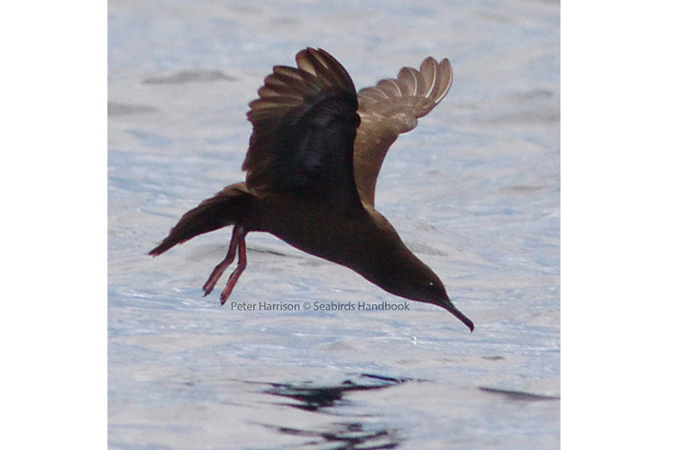 Solomon Islands birding image of Heinroth Shearwater photographed by Peter Harrison