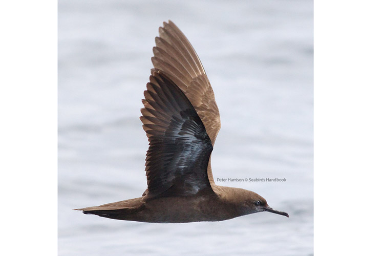 Solomon Islands expedition image shows Heinroth Shearwater photographed by Peter Harrison