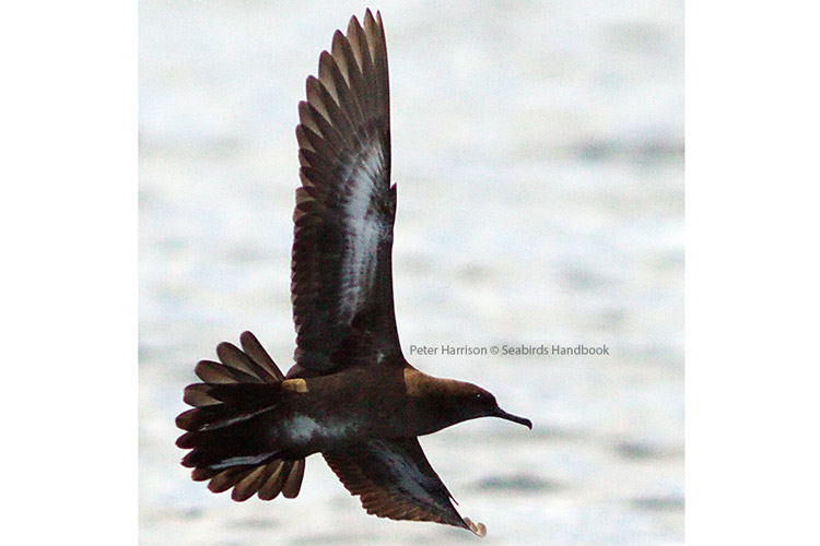Solomon Islands expedition photo of Heinroth Shearwater taken by Peter Harrison