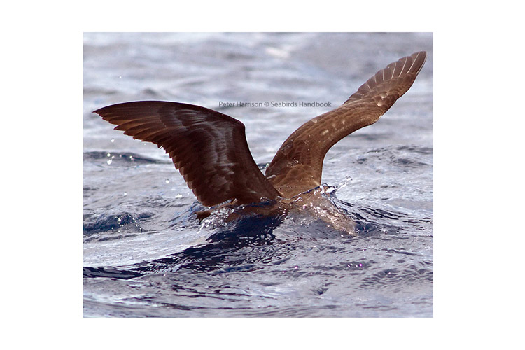 Solomon Islands birdwatching photo of Heinroth Shearwater taken by Peter Harrison