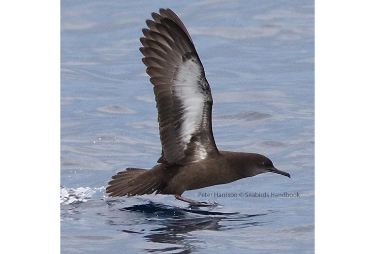 Solomon Islands birding image of flying Heinroth Shearwater photographed by Peter Harrison