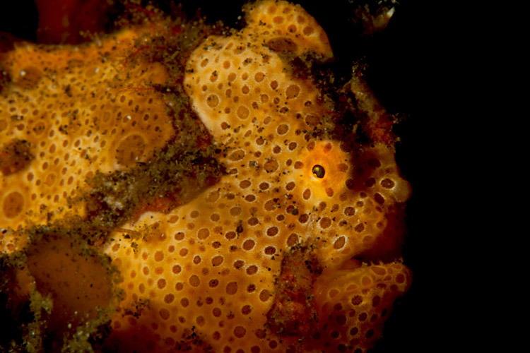 Photo of Painted Frogfish Antennarius pictus by Giovanna Fasanelli