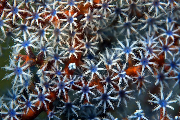 slide of soft corals in raja ampat