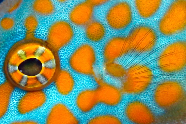 Raja Ampat diving tour slide of Longnose Filefish
