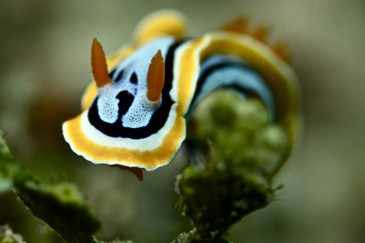 slide of Chromodoris Annae Nudibranch by Giovanna Fasanelli