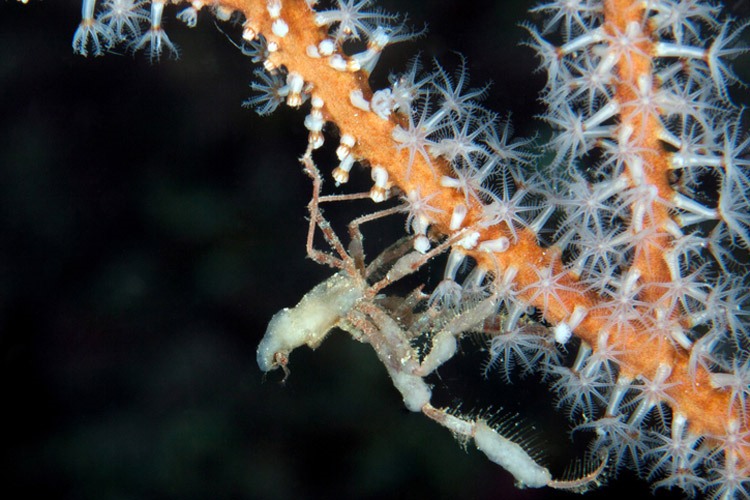 slide of decorator crab by Giovanna Fasanelli
