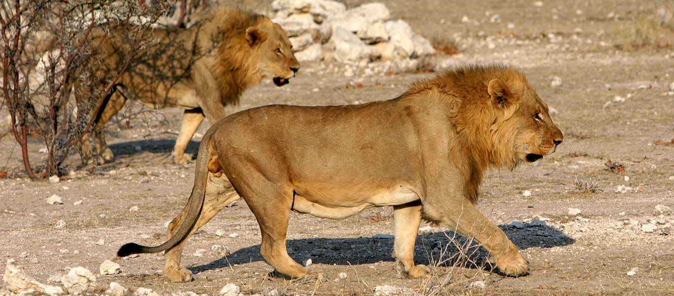 Namibia wildlife safari slide shows lions hunting in Etosha National Park