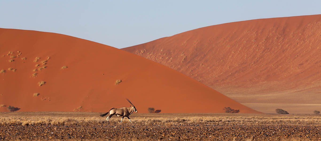 Namibia wildlife safari slide shows a gemsbock running across the Nambian desert