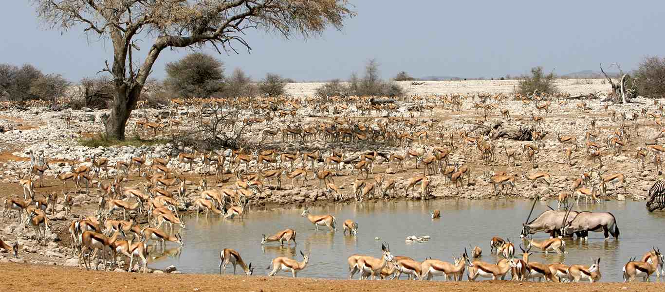 Namibia tour slide showing a waterhole surrounded by Namibian wildlife