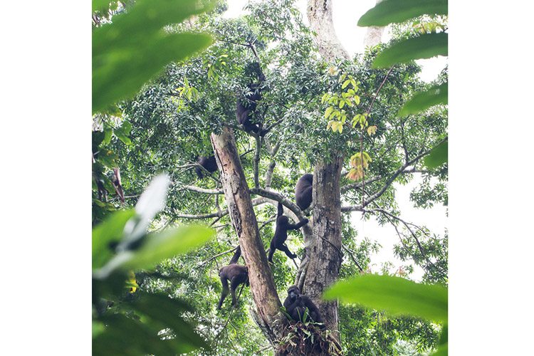 Congo gorilla tour slide showing gorilla family in tree in Ngaga Camp