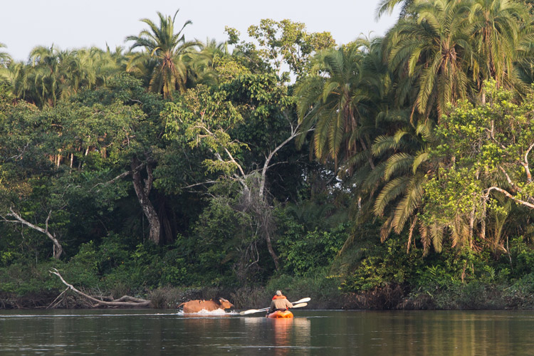 Congo gorilla safaris photo featuring kayaking in Lekoli River in Lango Camp
