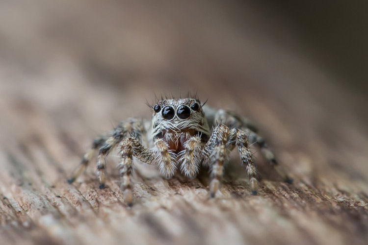 Congo safaris photo featuring a spider