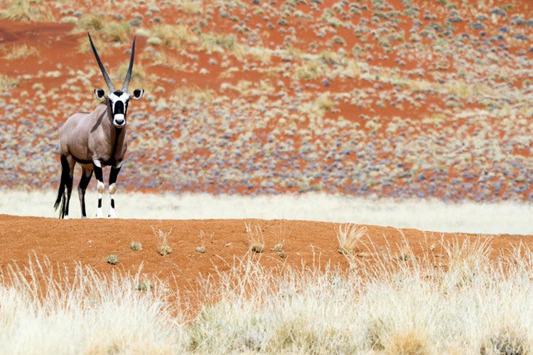 Namibia wildlife safari slide features a Gemsbok