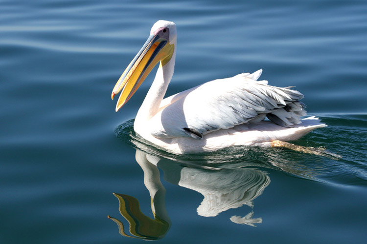 Namibia wildlife safari slide featuring a pelican