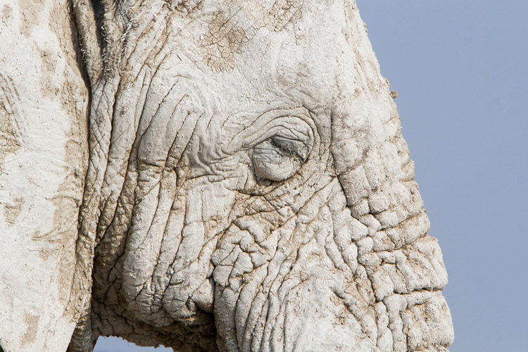 Namibia wildlife safari slide shows a desert-adapted Elephant