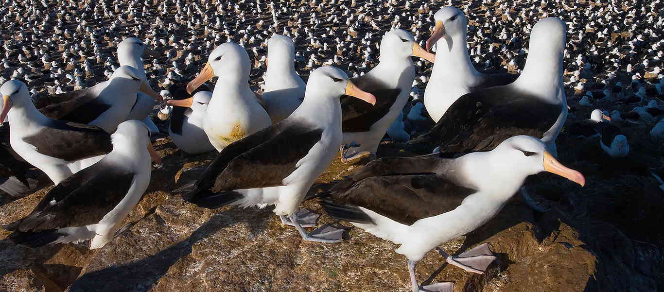 South Georgia tours image of Black-browed Albatross colony at Salisbuy Plains