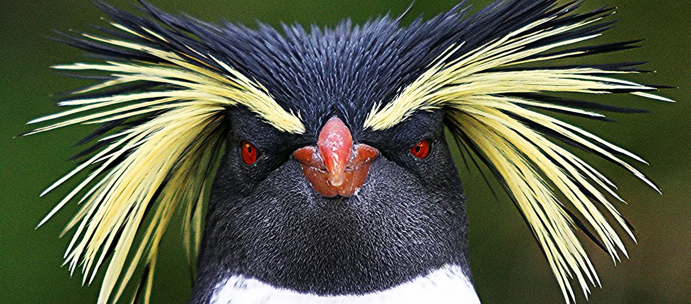 Transatlantic crossing photo shows Northern Rockhopper penguin face