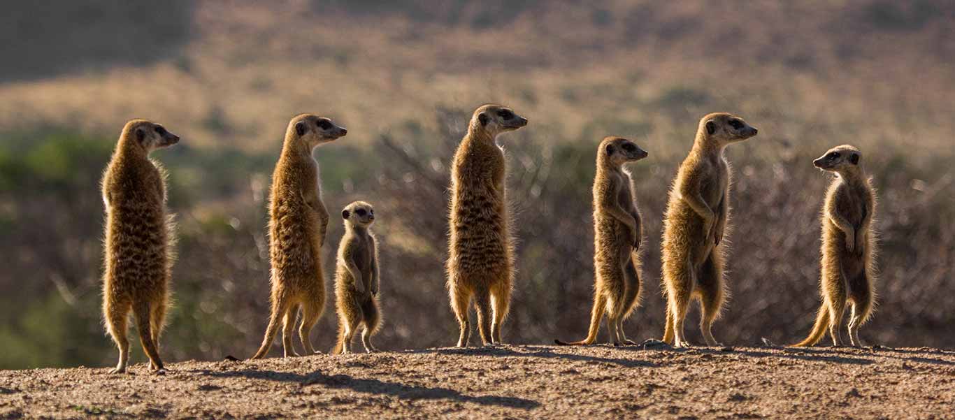 Africa safari image of Meerkats