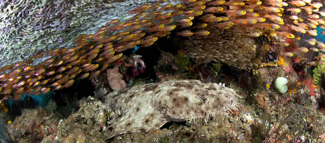 Raja Ampat diving tours slide of a tasselled wobbegong