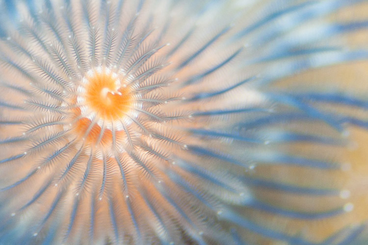 Raja Ampat diving tour slide featuring a Christmas Tree Worm