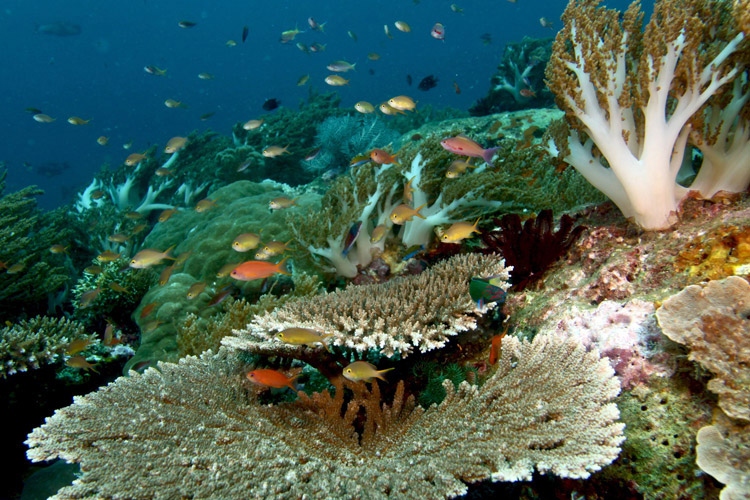 Raja Ampat diving adventure photo showing a coral reef and fish