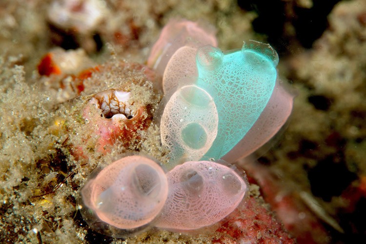 Raja Ampat Diving Tour photo showing sea squirts or ascidians