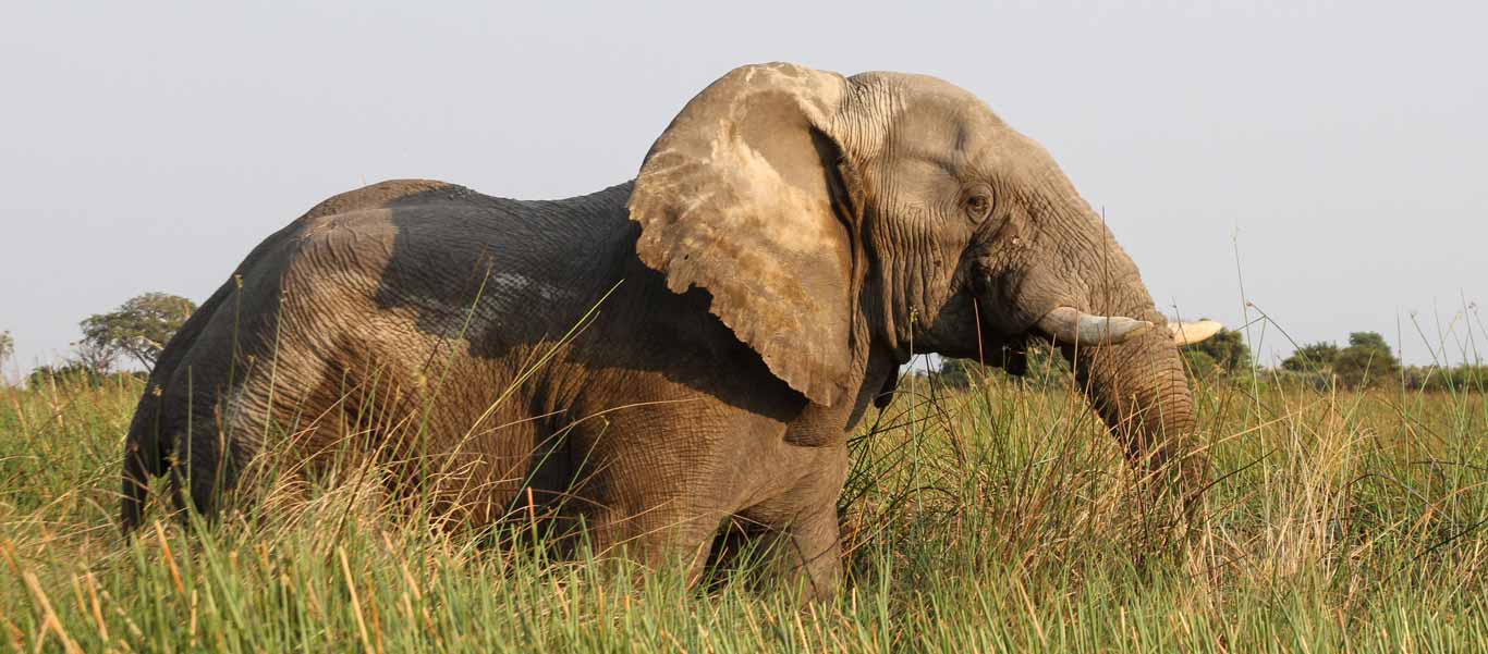 Botswana green season safari photo of African elephant in tall grass