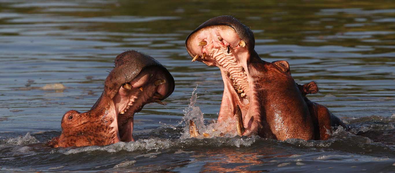 Botswana safari image of two Hippos fighting