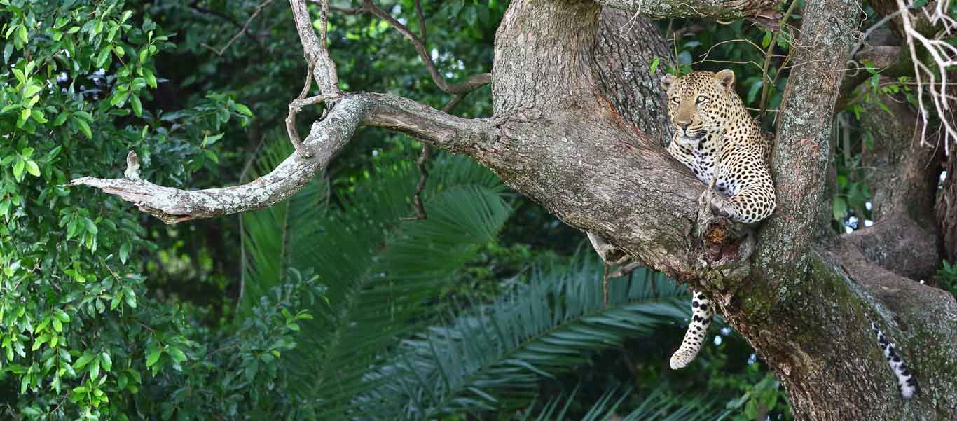 Best time to visit Botswana photograph of Leopard in tree