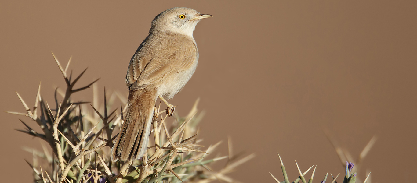Morocco travel slide shows African Desert Warbler