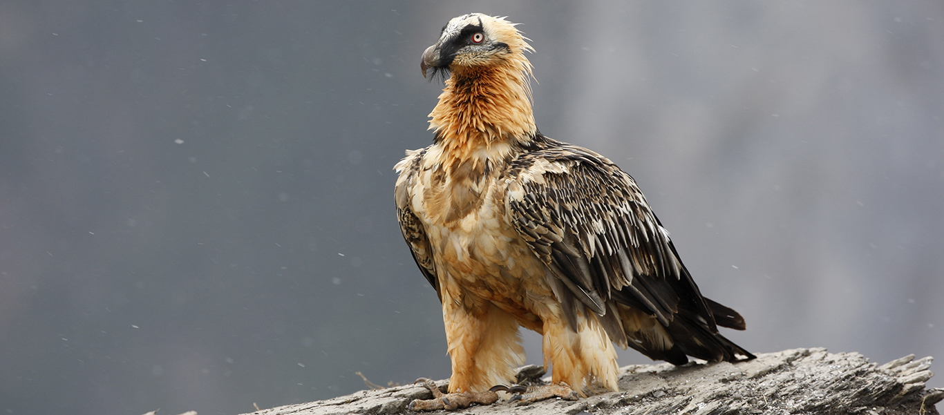 Spain wildlife tours photo showing Lammergeir, or bearded vulture
