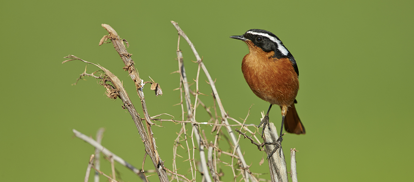 Morocco travel slide shows Moussier's Redstart
