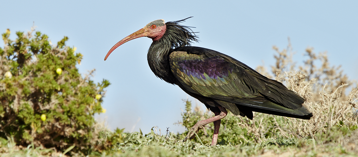 Morocco travel slide shows northern bald ibis habitat