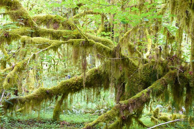Great Bear Rainforest tour photo featuring a mossy tree