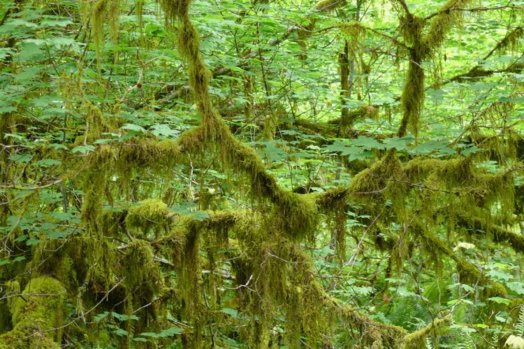 Great Bear Rainforest tour slide featuring a mossy tree