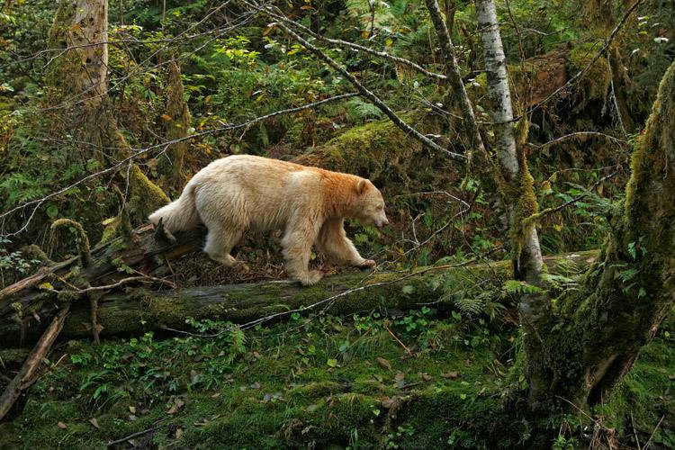 Spirit bear tour slide showing a kermode or Spirit Bear in Canada's Great Bear Rainforest
