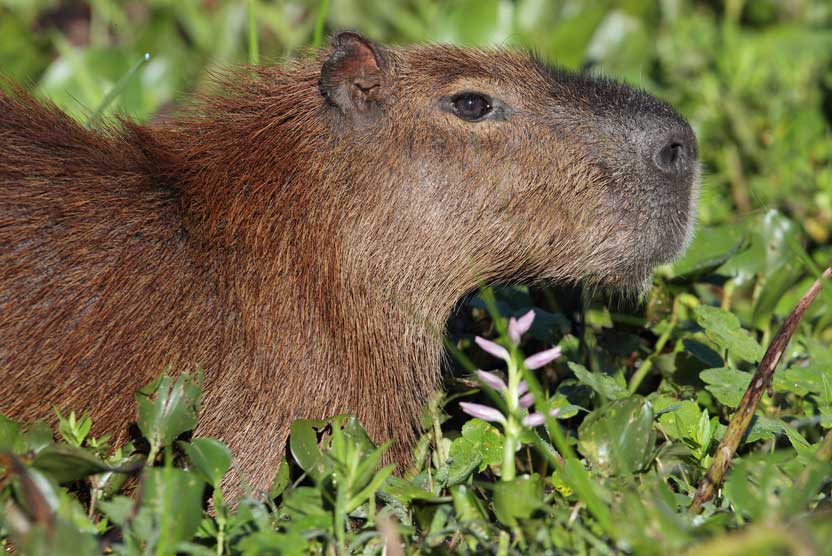 Brazil tours image of Capybara in Pantanal