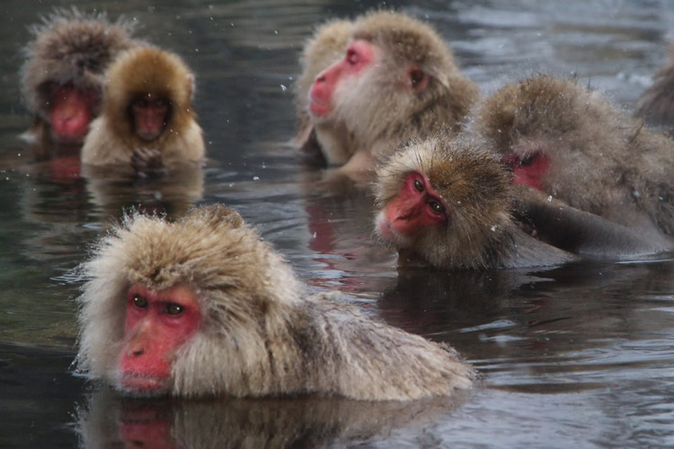 Japan wildlife tour image of snow monkeys sitting in hot pools