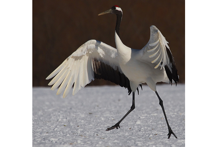 Japan Winter Wildlife tour photo of a Red-crowned Crane