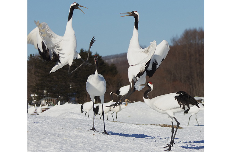 Japan’s Winter Wildlife expedition photo of several Red-crowned Cranes