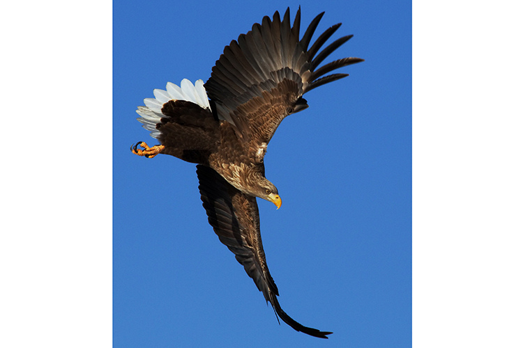 Japan wildlife tours photo of White-tailed Sea Eagle