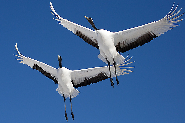 Japan Winter Wildlife expedition photo of flying Red-crowned Cranes