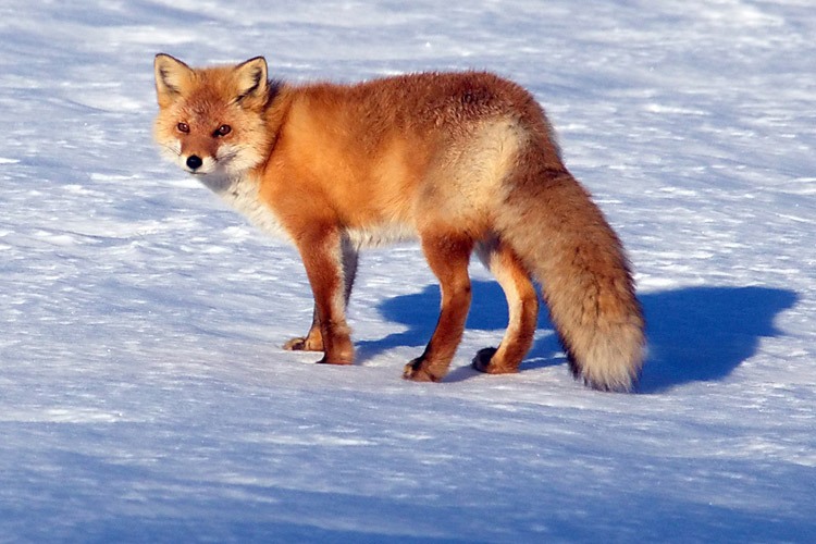 Japan winter wildlife tour slide of Red Fox on snow