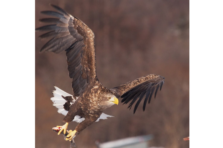 Japan birding tours slide of White-tailed Eagle in flight