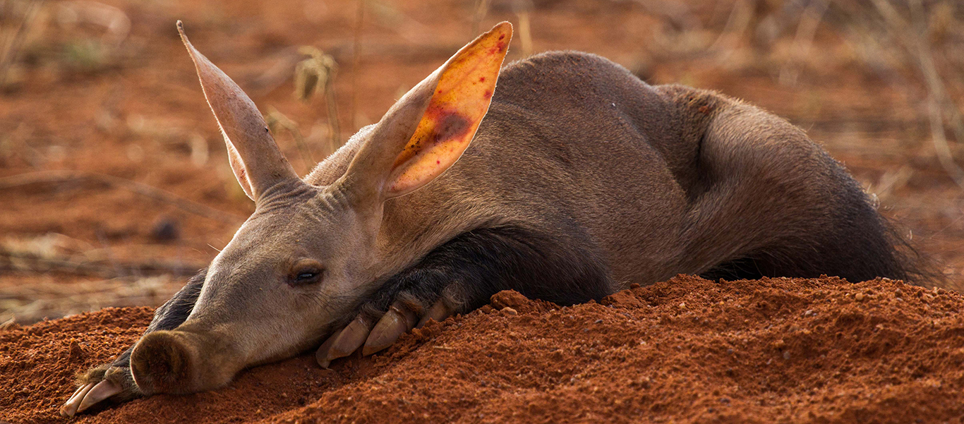 South Africa safari image of an Aardvark laying in dirt