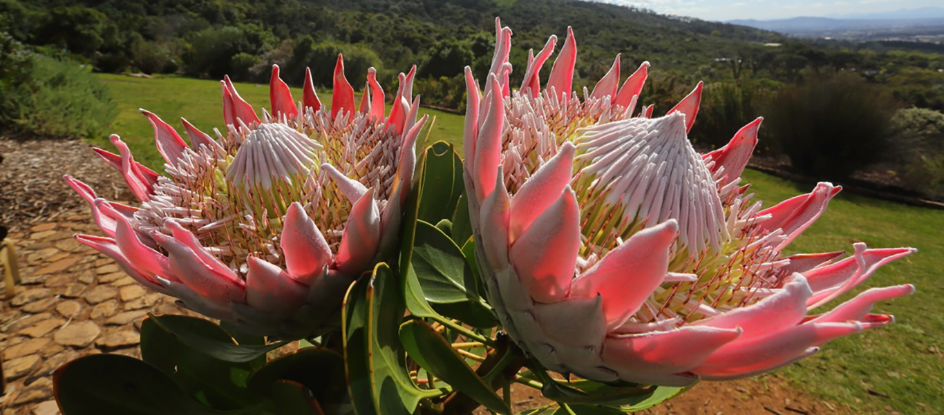 South Africa tours image of King Protea