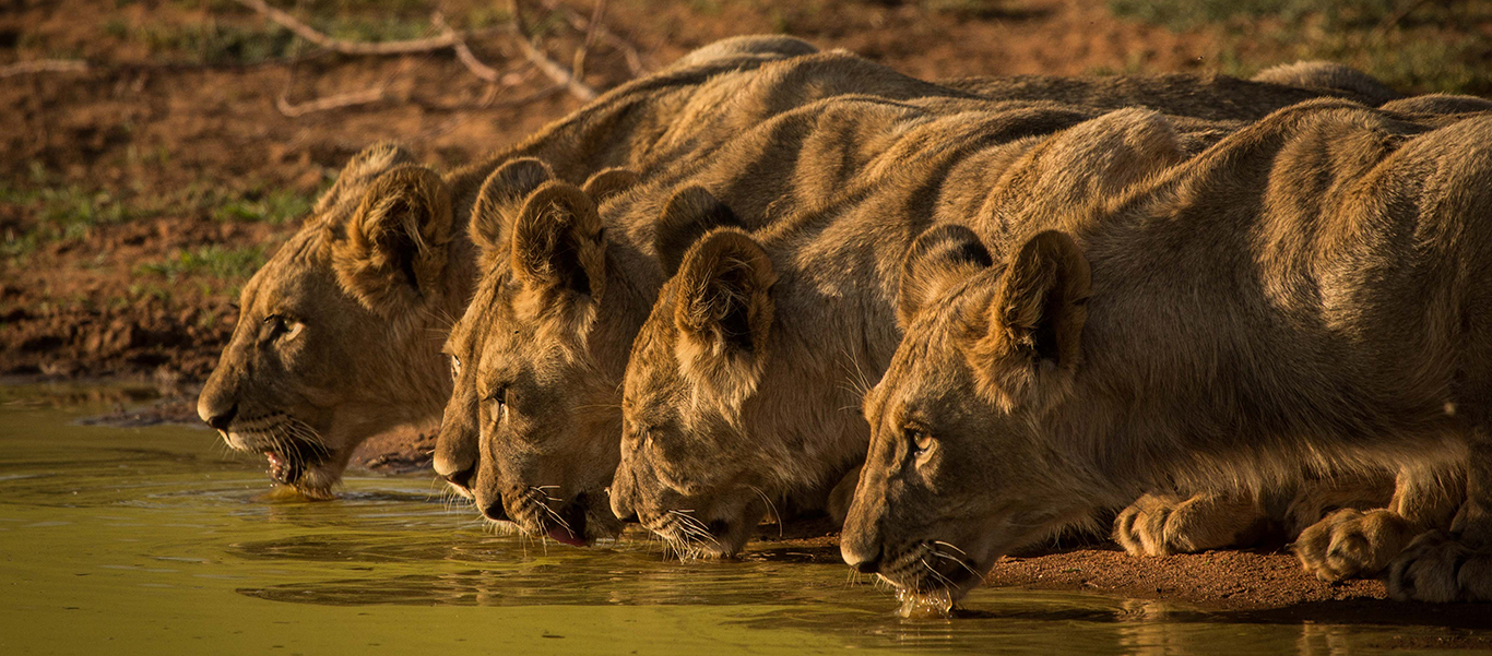 South Africa safari tours image of lions drinking